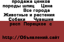 продажа ценков породы шпиц  › Цена ­ 35 000 - Все города Животные и растения » Собаки   . Чувашия респ.,Порецкое. с.